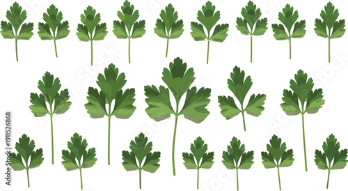 Parsley leaf mega collection isolated. Fresh green herb variations. Flat botanical illustration set for organic food, cooking ingredients, and natural kitchen design.