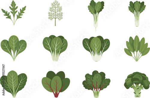 Green vegetable icons collection isolated. Arugula, spinach, kale and broccoli set. Flat botanical illustration of fresh salad and leafy greens.
