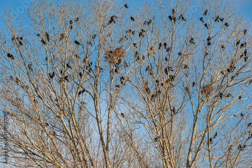 Corvus frugilegus. Colony of rook perched on the branches of poplars with some of their nests.