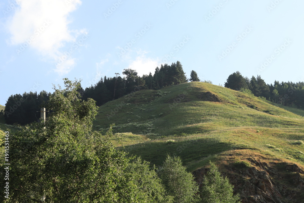 Obraz premium forest in the mountains