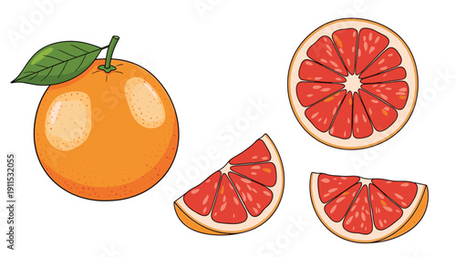 Fresh orange fruit shown as a whole with a leaf and in various slices and cross-sections in a detailed botanical illustration.
