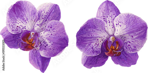 set of two watercolor purple orchid flowers isolated on a white background, botanical vector illustration