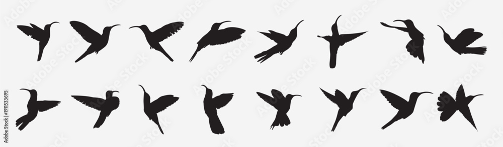 Obraz premium sabrewing bird silhouette