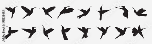 sabrewing bird silhouette