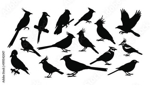 A diverse group of birds in flight and at rest, showcasing various species and postures. Vector