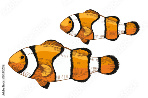 Sketched clown fishes illustration vector