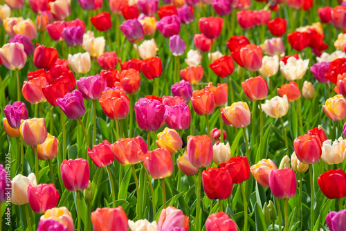 Vivid flowers and spring background with tulips. Tulips and blossoms color.
