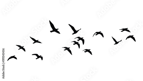 A flock of birds flying in a dynamic and artistic formation against a white background Vector