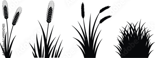 Black wheat barley grass silhouette set, isolated cereal crop bundle vector illustration, agricultural harvest botanical farming design collection