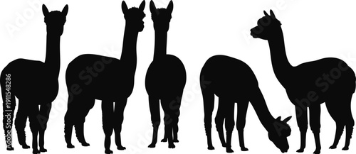 Black alpaca llama silhouette collection, isolated farm animal vector set, standing and grazing camelid livestock illustration bundle