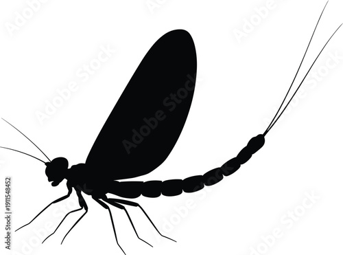 Black mayfly silhouette illustration with delicate wings, long antennae, segmented body and tail filaments, aquatic insect artwork design for entomology, ecology, education, and creative projects