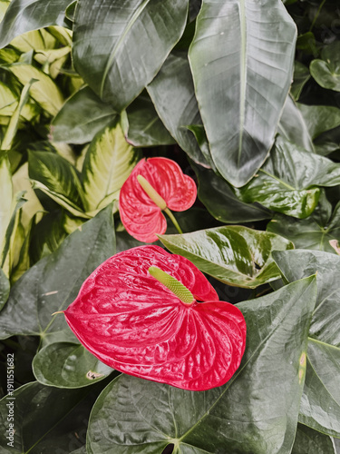 Red anthurium (Anthurium andraeanum) surrounded by green tropical foliage