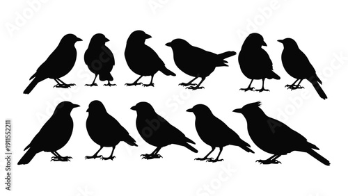 A group of ten black birds standing on a white background Vector