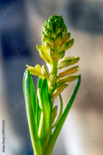close up of a flower, sweden,sverige, stockholm