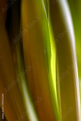 yellow flower closeup, sweden,sverige, stockholm