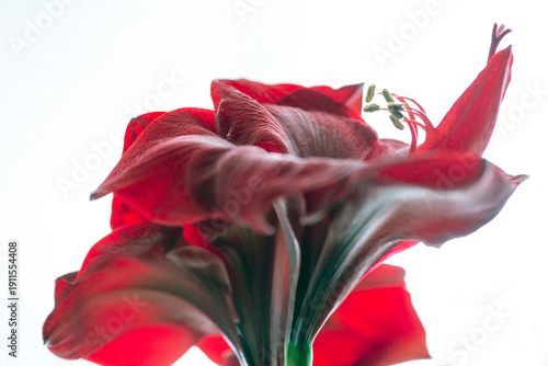 red flowr on white background, sweden,sverige, stockholm