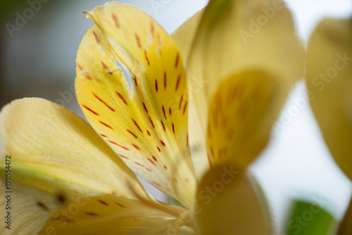 close up of yellow flower, sweden,sverige, stockholm