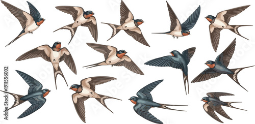 Multiple swallows in various flight positions illustrated against a clean background from different viewpoints
