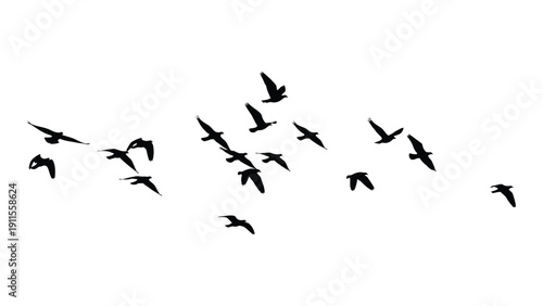 A flock of birds flying in a v-formation against a white background. Vector