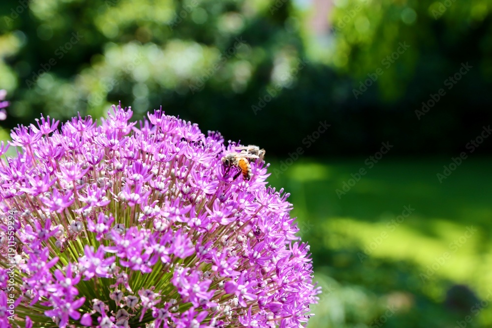 Obraz premium Bee on Purple Ornamental Allium Flower