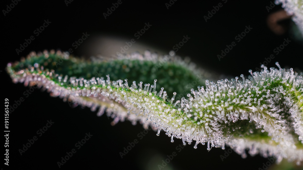 Fototapeta premium close up of cannabis trichomes,Close up of flowering cannabis,Cannabis marijuana trichomes,cover page,copy sapce