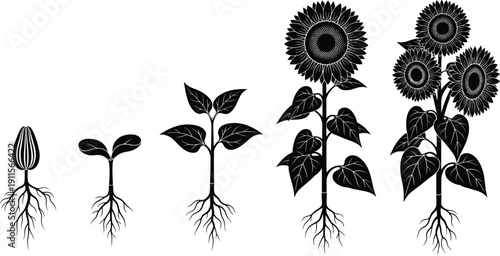 Detailed black silhouette illustration showing the complete life cycle of a sunflower plant from organic seed and sprout to a fully blooming flower with roots.
