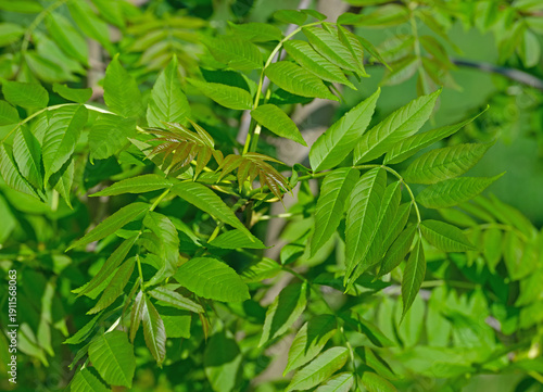 Quadro em tela Blätter der Gemeinen Esche, Fraxinus excelsior