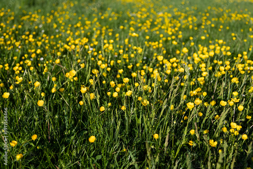 Obraz premium Spring field of yellow wildflowers meadow grass background