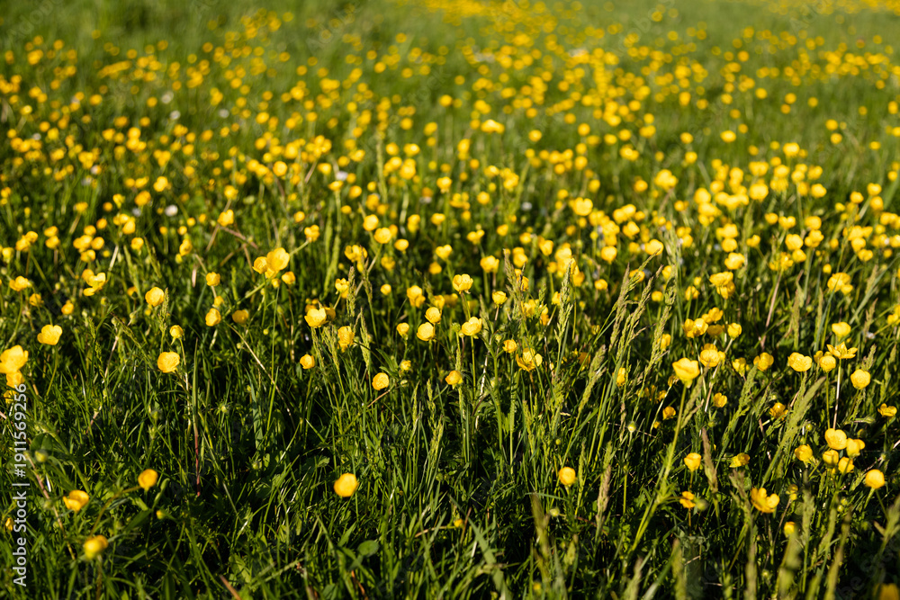 Fototapeta premium Blooming meadow with yellow flowers and green grass texture