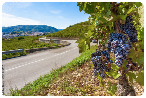 Wallpaper Mural Vignoble de Tain-L’Hermitage, côte du Rhône, France  Torontodigital.ca