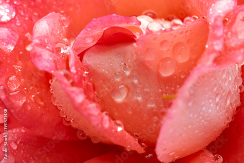 Fotografija A pink flower with water droplets on it