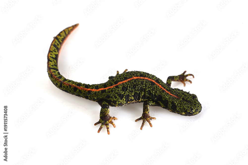 Fototapeta premium Marbled newt, olive green in color with an orange dorsal stripe