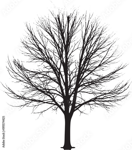 Bare tree silhouette isolated on transparent background with many branches