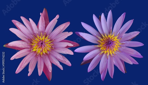 pink lotus isolated on blue