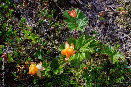Valokuva Cloudberry plants (Rubus chamaemorus) with ripe berries in Northern Norway tundr