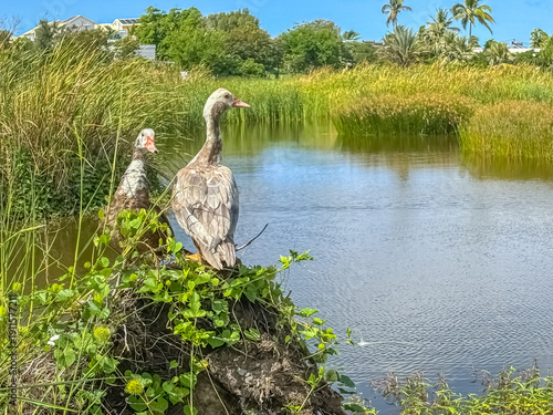 Wallpaper Mural Canards au bord de l’étang  Torontodigital.ca