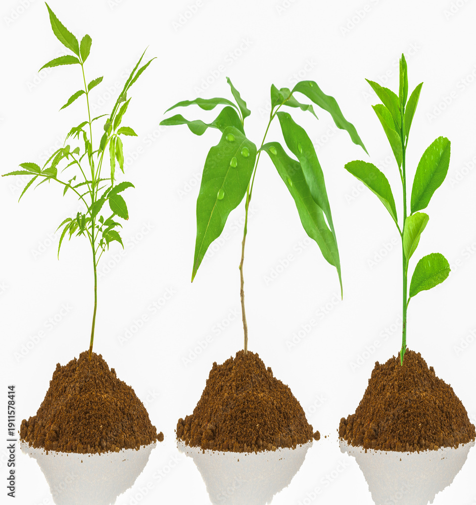 custom made wallpaper toronto digitalPlantules sur fond blanc 