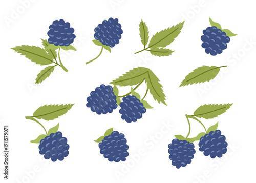 Set of blackberries isolated on white background. Vector flat cliparts.