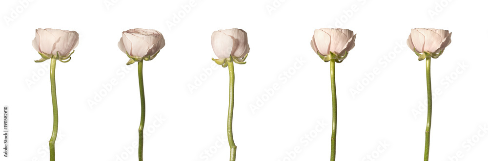 custom made wallpaper toronto digitalpink ranunculus flowers with long green stem stand isolated on white background, set from different