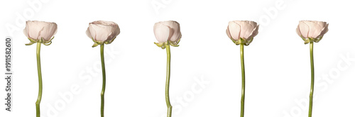 Wallpaper Mural pink ranunculus flowers with long green stem stand isolated on white background, set from different Torontodigital.ca