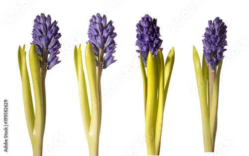 Wallpaper Mural purple hyacinth flowers, Hyacinthus orientalis with green leaf and thick stem stand isolated on Torontodigital.ca