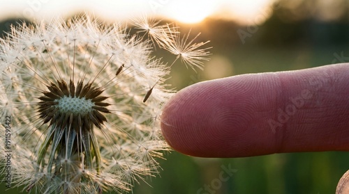 Macro Detail of Fingertip Gently Touching Delicate Dandelion Seed Head
