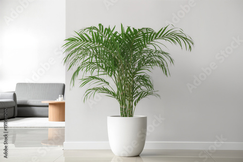 Green areca palm plant in white pot in modern minimalist interior