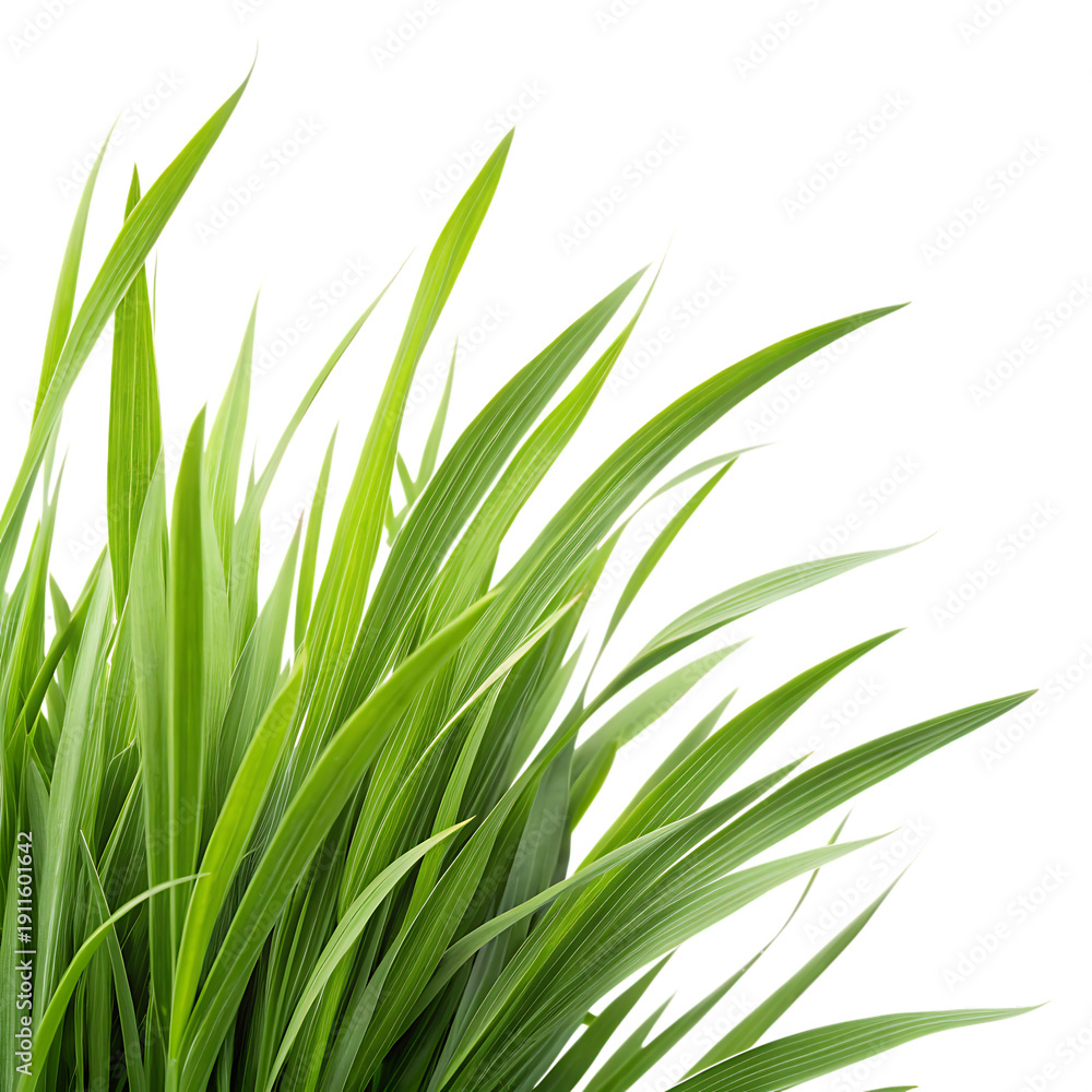 Fototapeta premium A lush green grass plant with long blades against a white background.