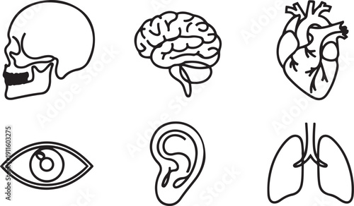 One line human organs. Minimal skull, brain and heart. Vision eye, hearing organ ear and lungs.one line icon illustration with white background