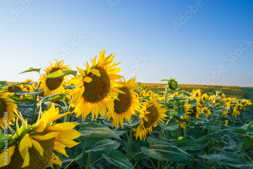 Sunflowers backlit under stormy sky create drama. Silhouetted sunflowers against turbulent sky evoke intense emotions