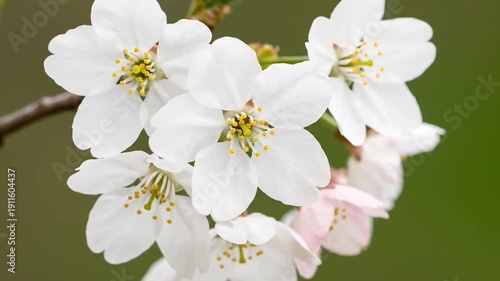 Wallpaper Mural Delicate white and pale pink blossoms with yellow stamens bloom on a branch Torontodigital.ca