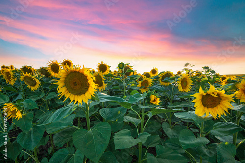 Sunflower field at dramatic sunset, closeup golden heads filling frame, dense green leaves and textured stems, warm pink