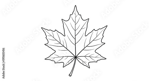 Maple leaf with pointed lobes and serrated edges featuring black outline, white background, simple design with autumn and fall elements for foliage, nature projects, clean composition on simple