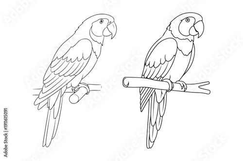 Cute Parrot Coloring Page Vector for Kids and Adults, Parrot Coloring page vector illustration